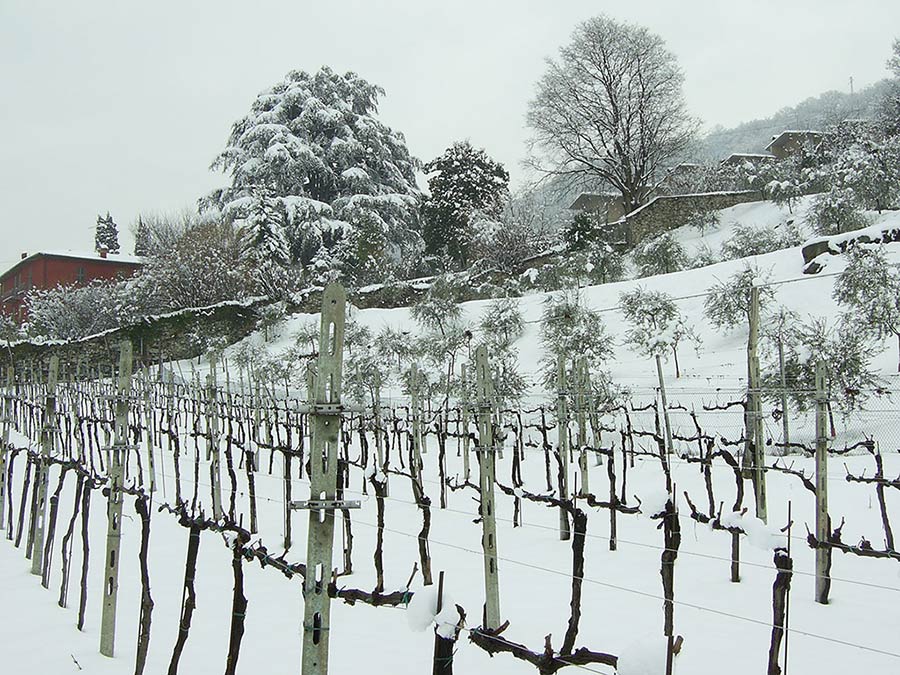 vendita_vini_massussi_iseo_vigneto_inverno