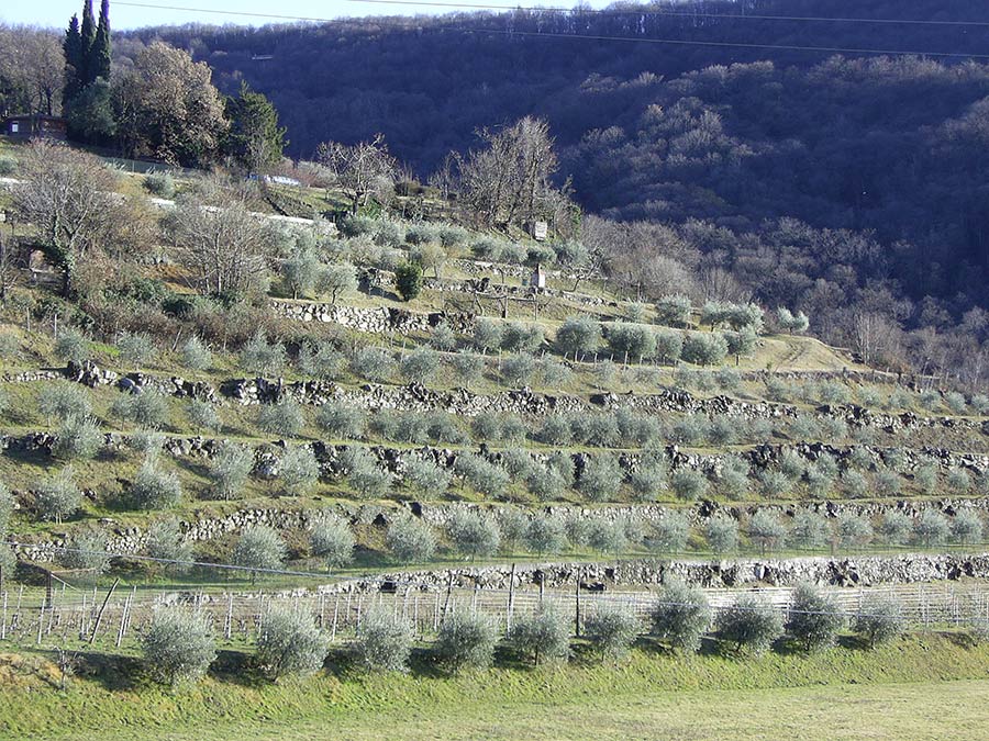 vendita_vini_massussi_iseo_vigneto_uliveto_primavera